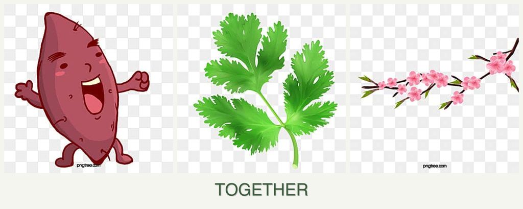 Can you plant sweet potatoes, parsley and peaches together?
