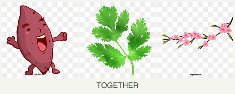Can you plant sweet potatoes, parsley and peaches together?