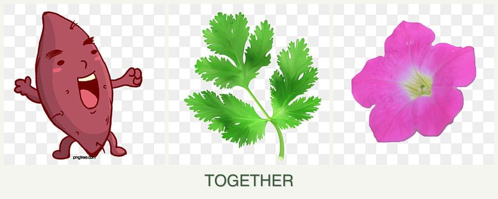 Can you plant sweet potatoes, parsley and petunias together?