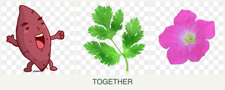 Can you plant sweet potatoes, parsley and petunias together?