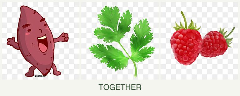 Can you plant sweet potatoes, parsley and raspberries together?