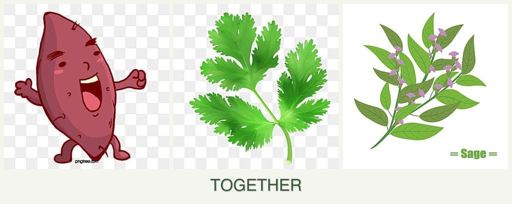 Can you plant sweet potatoes, parsley and sage together?