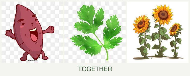 Can you plant sweet potatoes, parsley and sunflowers together?