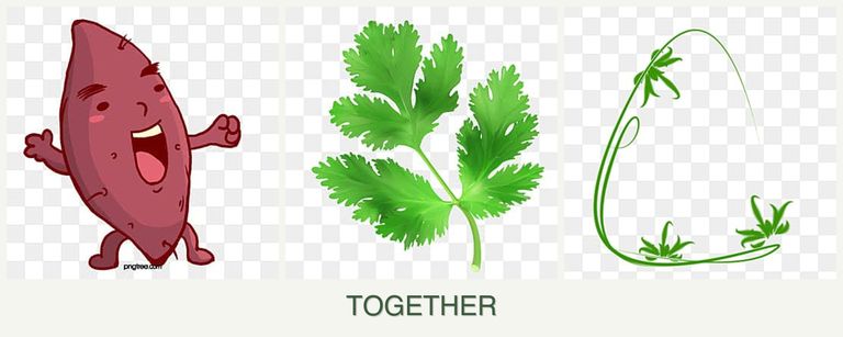 Can you plant sweet potatoes, parsley and tarragon together?