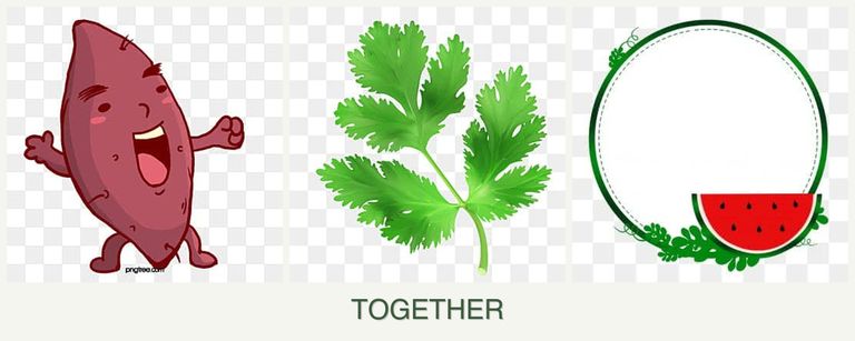 Can you plant sweet potatoes, parsley and watermelons together?