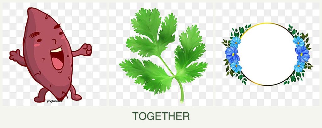Can you plant sweet potatoes, parsley and zinnias together?