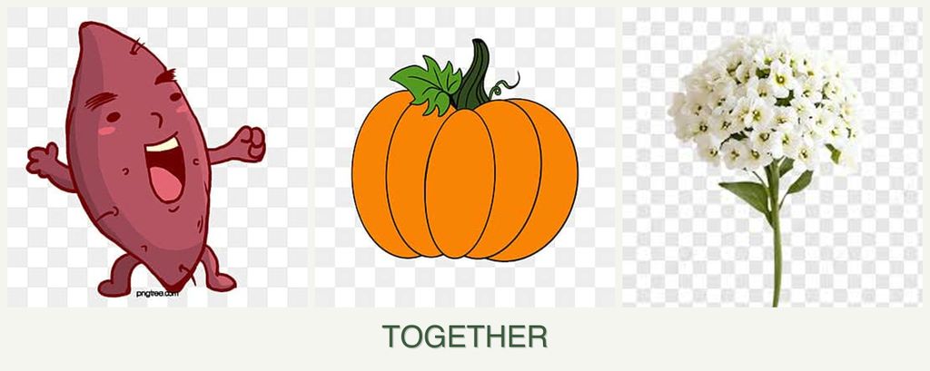 Can you plant sweet potatoes, pumpkin and alyssum together?