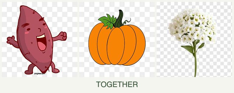 Can you plant sweet potatoes, pumpkin and alyssum together?