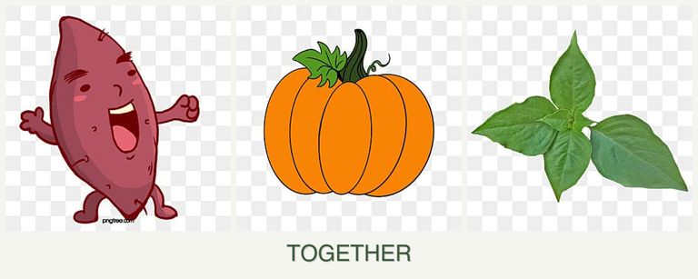 Can you plant sweet potatoes, pumpkin and basil together?