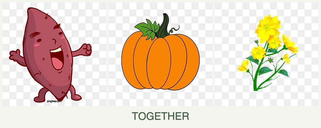 Can you plant sweet potatoes, pumpkin and calendula together?