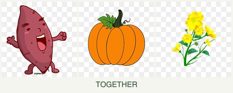Can you plant sweet potatoes, pumpkin and calendula together?