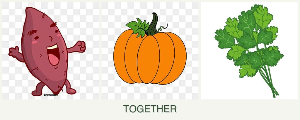 Can you plant sweet potatoes, pumpkin and cilantro together?