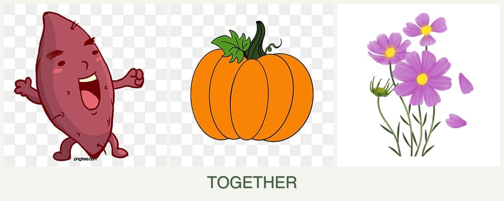 Can you plant sweet potatoes, pumpkin and cosmos together?