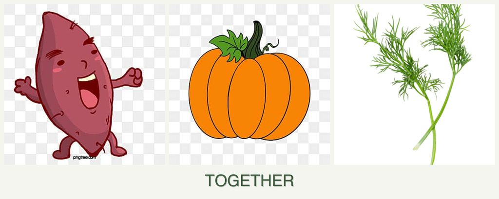 Can you plant sweet potatoes, pumpkin and dill together?