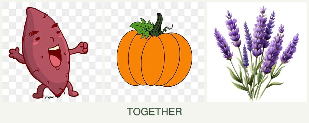 Can you plant sweet potatoes, pumpkin and lavender together?