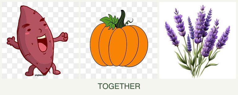 Can you plant sweet potatoes, pumpkin and lavender together?
