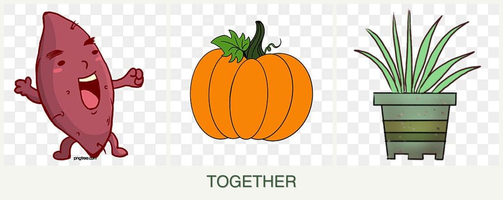 Can you plant sweet potatoes, pumpkin and lemongrass together?
