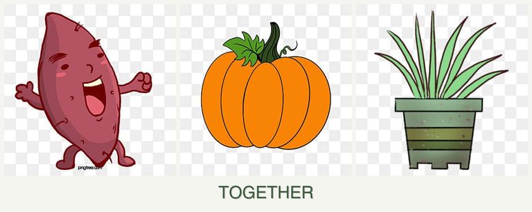 Can you plant sweet potatoes, pumpkin and lemongrass together?