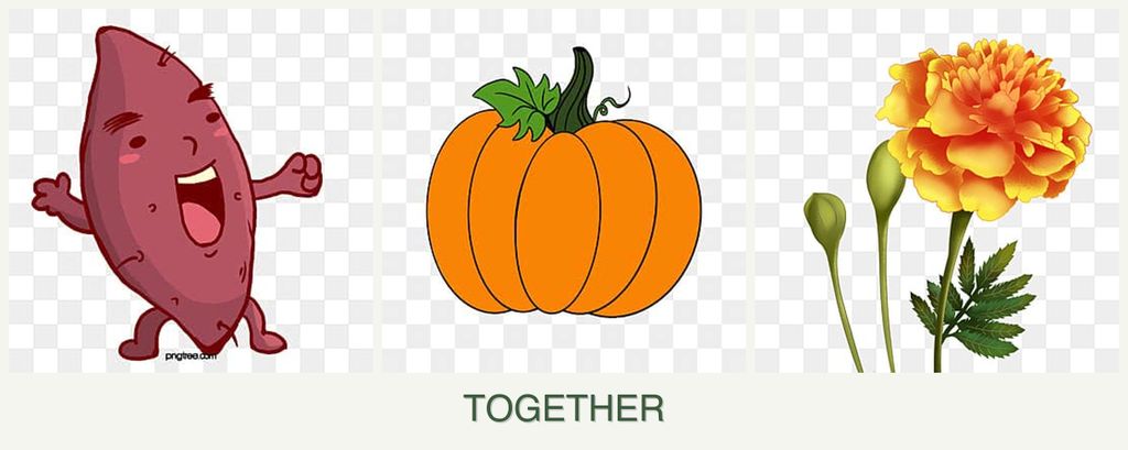 Can you plant sweet potatoes, pumpkin and marigolds together?