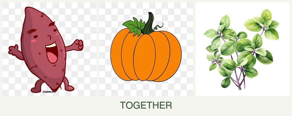 Can you plant sweet potatoes, pumpkin and oregano together?