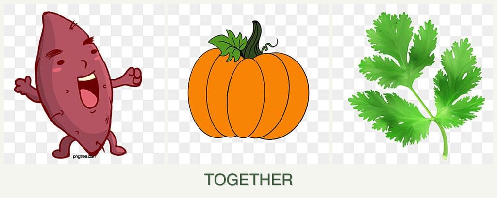 Can you plant sweet potatoes, pumpkin and parsley together?