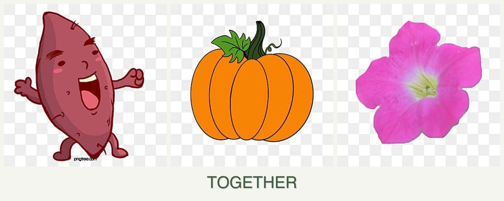Can you plant sweet potatoes, pumpkin and petunias together?