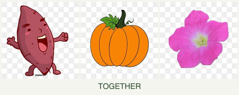 Can you plant sweet potatoes, pumpkin and petunias together?