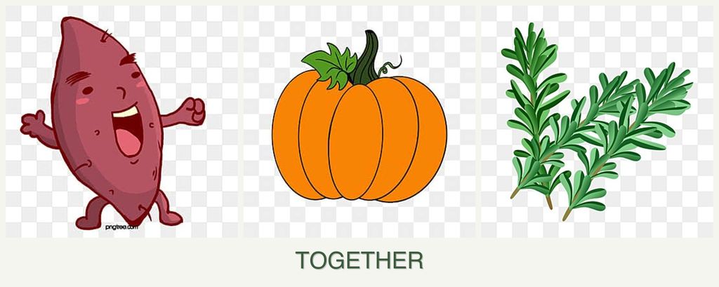 Can you plant sweet potatoes, pumpkin and rosemary together?