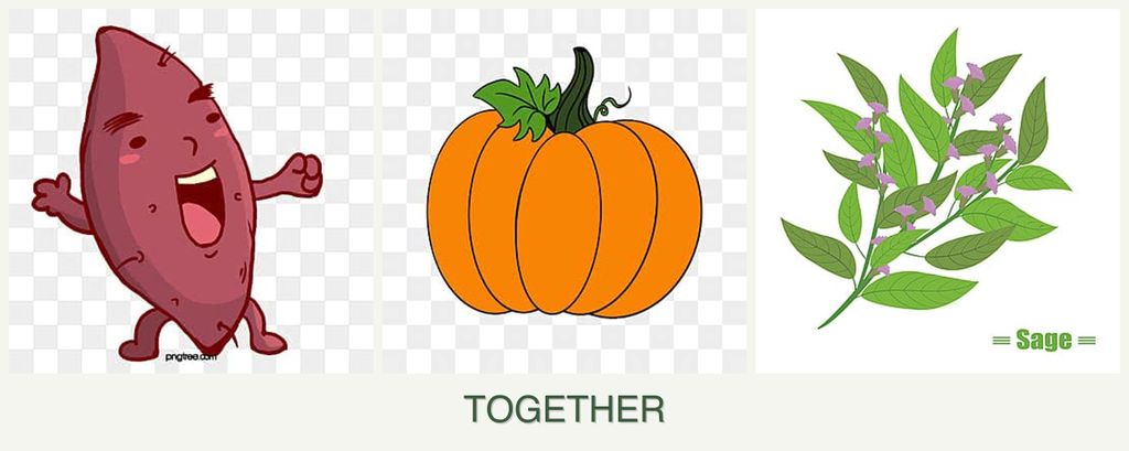 Can you plant sweet potatoes, pumpkin and sage together?