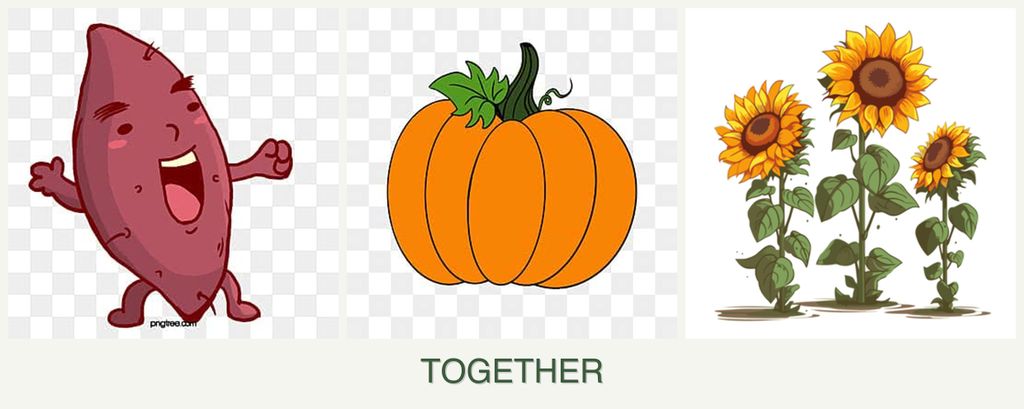 Can you plant sweet potatoes, pumpkin and sunflowers together?