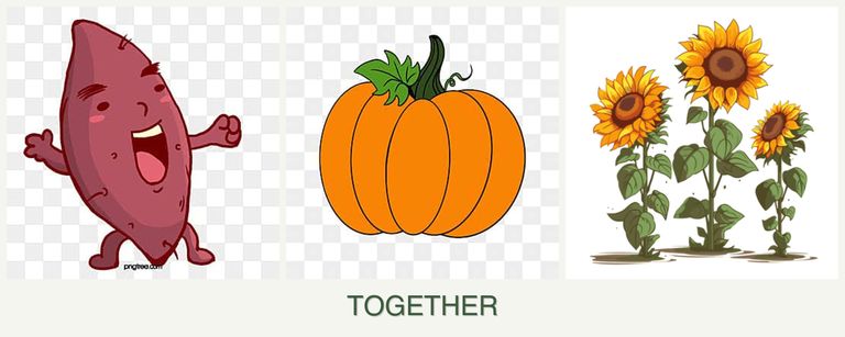 Can you plant sweet potatoes, pumpkin and sunflowers together?