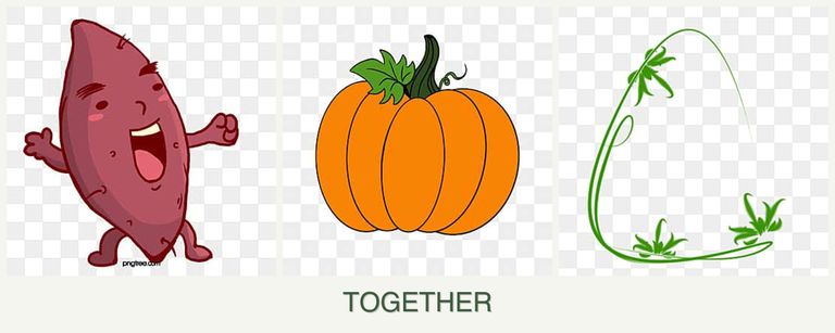 Can you plant sweet potatoes, pumpkin and tarragon together?