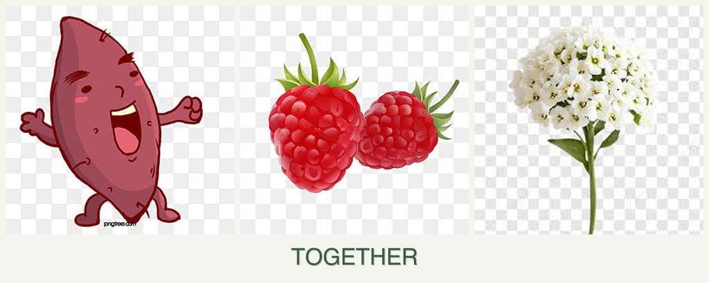 Can you plant sweet potatoes, raspberries and alyssum together?