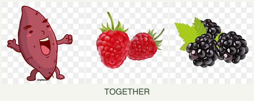 Can you plant sweet potatoes, raspberries and blackberries together?