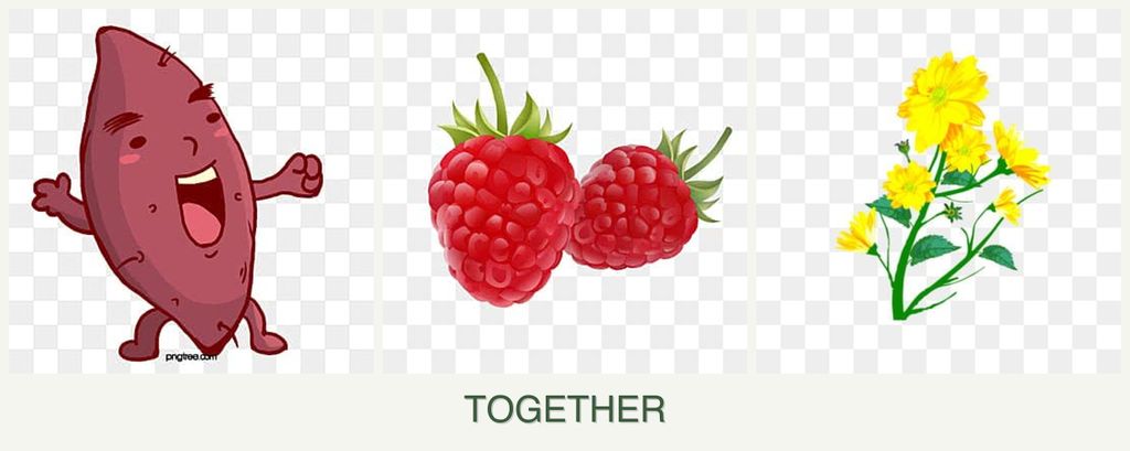 Can you plant sweet potatoes, raspberries and calendula together?