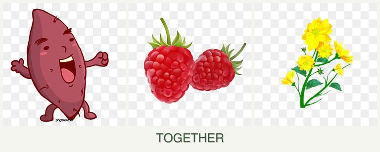Can you plant sweet potatoes, raspberries and calendula together?