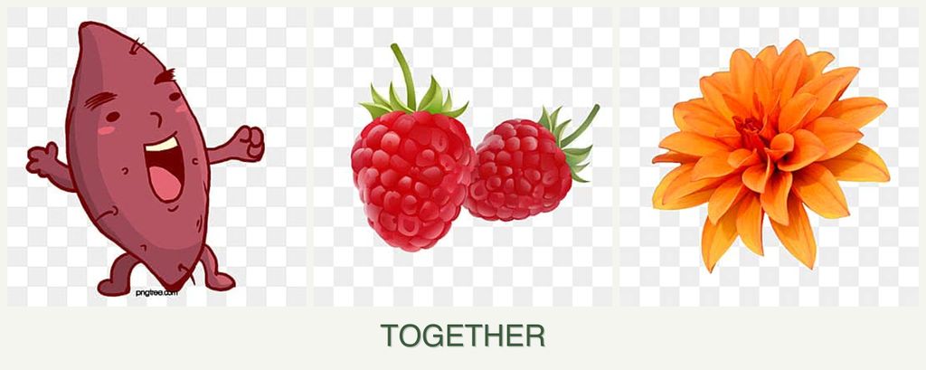 Can you plant sweet potatoes, raspberries and dahlias together?