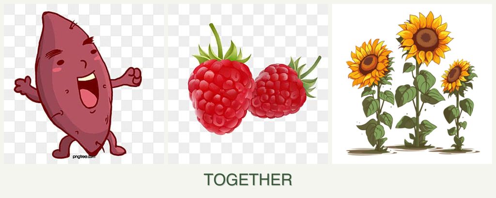 Can you plant sweet potatoes, raspberries and sunflowers together?
