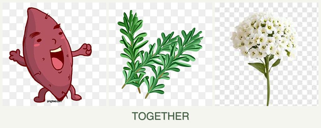 Can you plant sweet potatoes, rosemary and alyssum together?