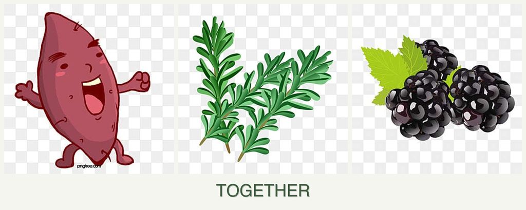 Can you plant sweet potatoes, rosemary and blackberries together?