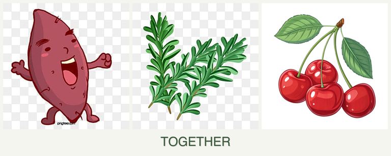 Can you plant sweet potatoes, rosemary and cherries together?