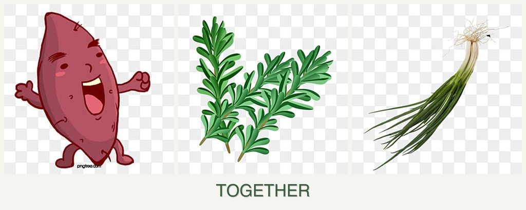 Can you plant sweet potatoes, rosemary and chives together?