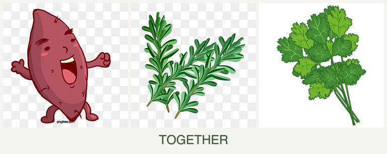 Can you plant sweet potatoes, rosemary and cilantro together?