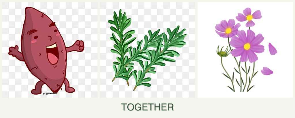 Can you plant sweet potatoes, rosemary and cosmos together?