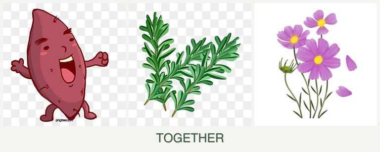 Can you plant sweet potatoes, rosemary and cosmos together?