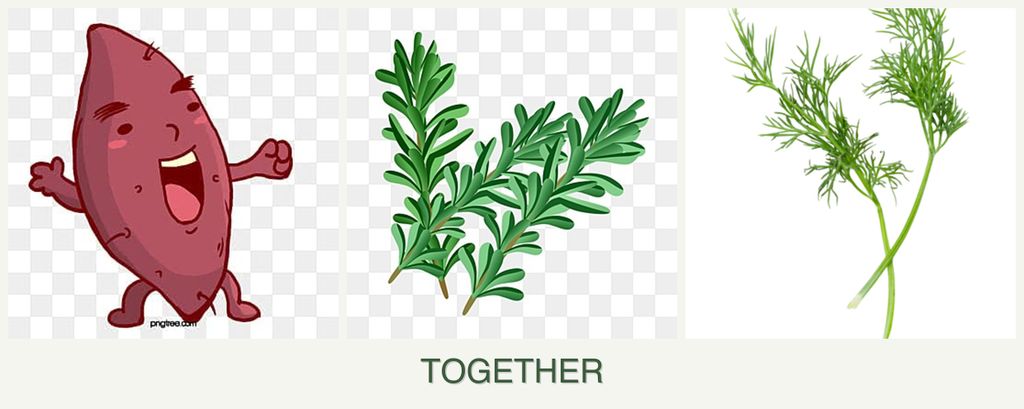 Can you plant sweet potatoes, rosemary and dill together?