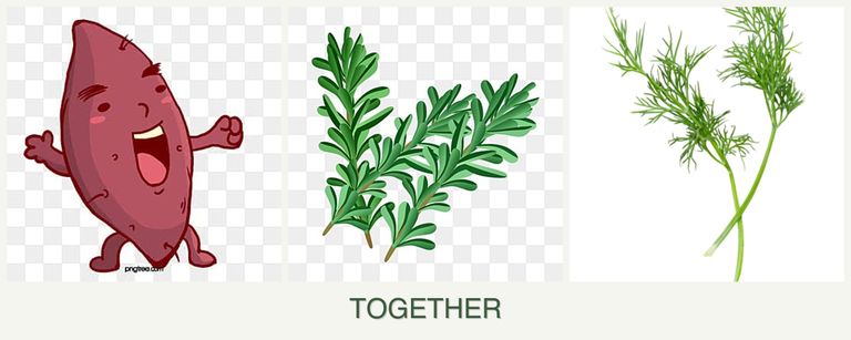Can you plant sweet potatoes, rosemary and dill together?