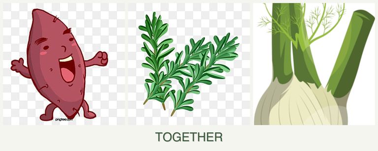 Can you plant sweet potatoes, rosemary and fennel together?