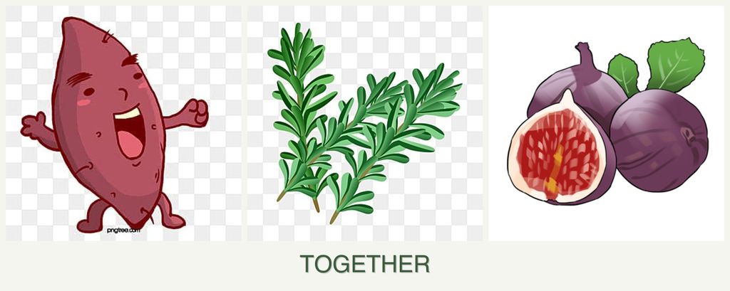 Can you plant sweet potatoes, rosemary and figs together?