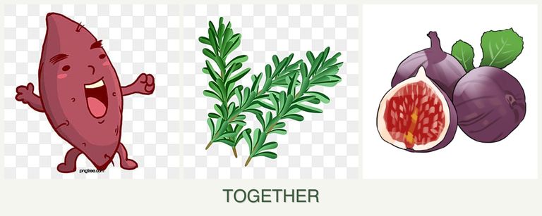 Can you plant sweet potatoes, rosemary and figs together?